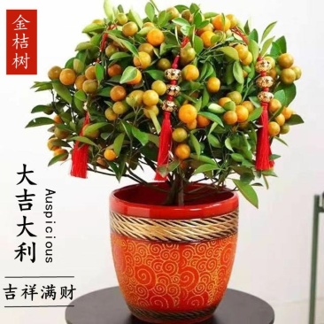 金桔盆栽四季金桔食用观赏室内阳台盆栽地栽带花带果南方北方