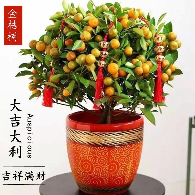 金桔盆栽四季金桔食用观赏室内阳台盆栽地栽带花带果南方北方