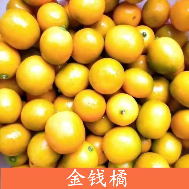 金桔盆栽四季金桔食用观赏室内阳台盆栽地栽带花带果南方北方