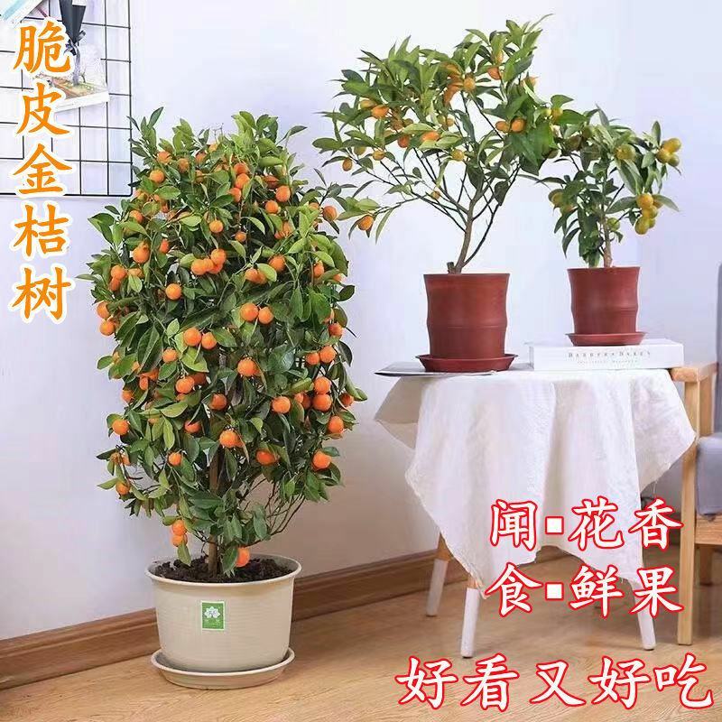 金桔盆栽四季金桔食用观赏室内阳台盆栽地栽带花带果南方北方