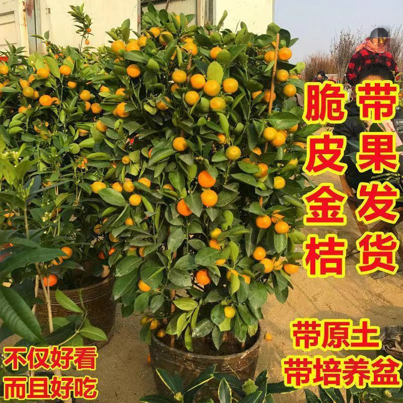 金桔盆栽四季金桔食用观赏室内阳台盆栽地栽带花带果南方北方