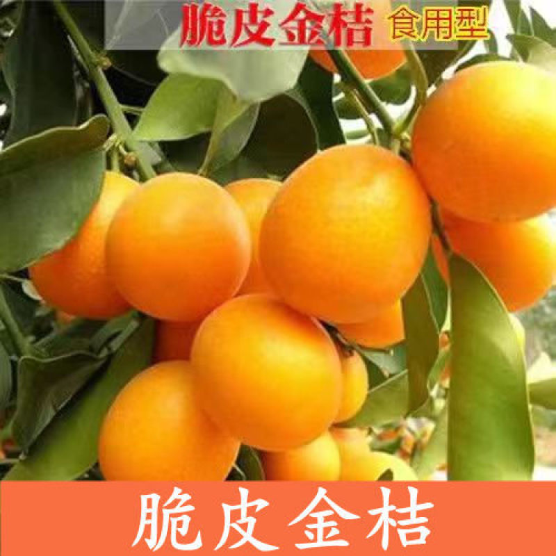 金桔盆栽四季金桔食用观赏室内阳台盆栽地栽带花带果南方北方