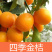 金桔盆栽四季金桔食用观赏室内阳台盆栽地栽带花带果南方北方