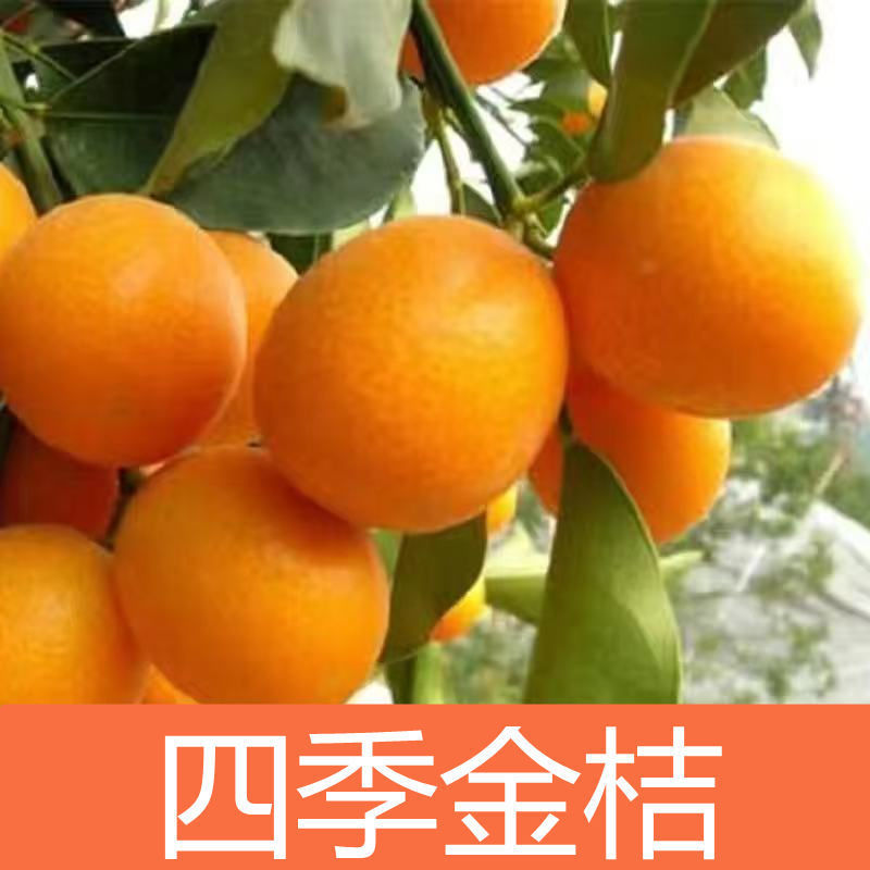 金桔盆栽四季金桔食用观赏室内阳台盆栽地栽带花带果南方北方