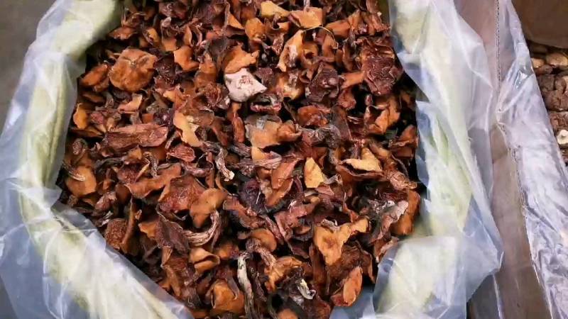 河北承德平泉内蒙赤峰烤干蘑菇松菇黄蘑蛾子粘团子去根手选