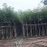 4-5-6-7公分洋红风铃木红花风铃木