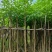 4-5-6-7公分洋红风铃木红花风铃木