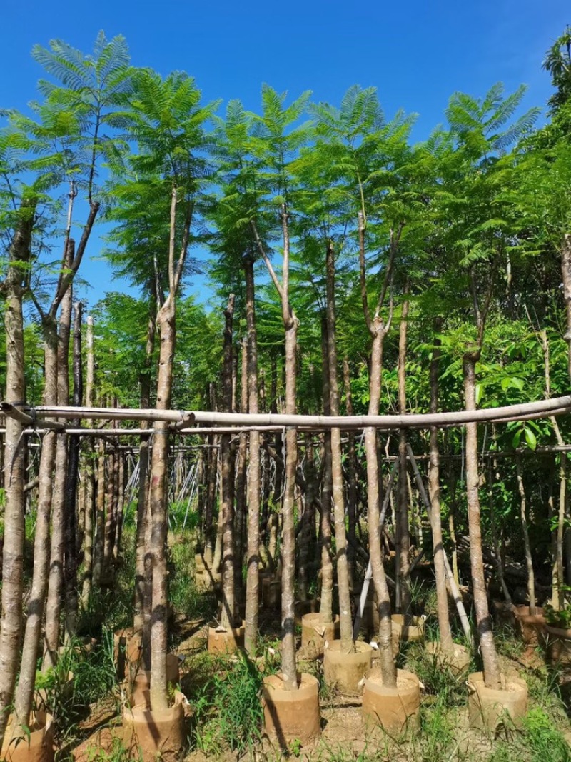 5-6-7-8-9-10公分截杆蓝花楹蓝雾树