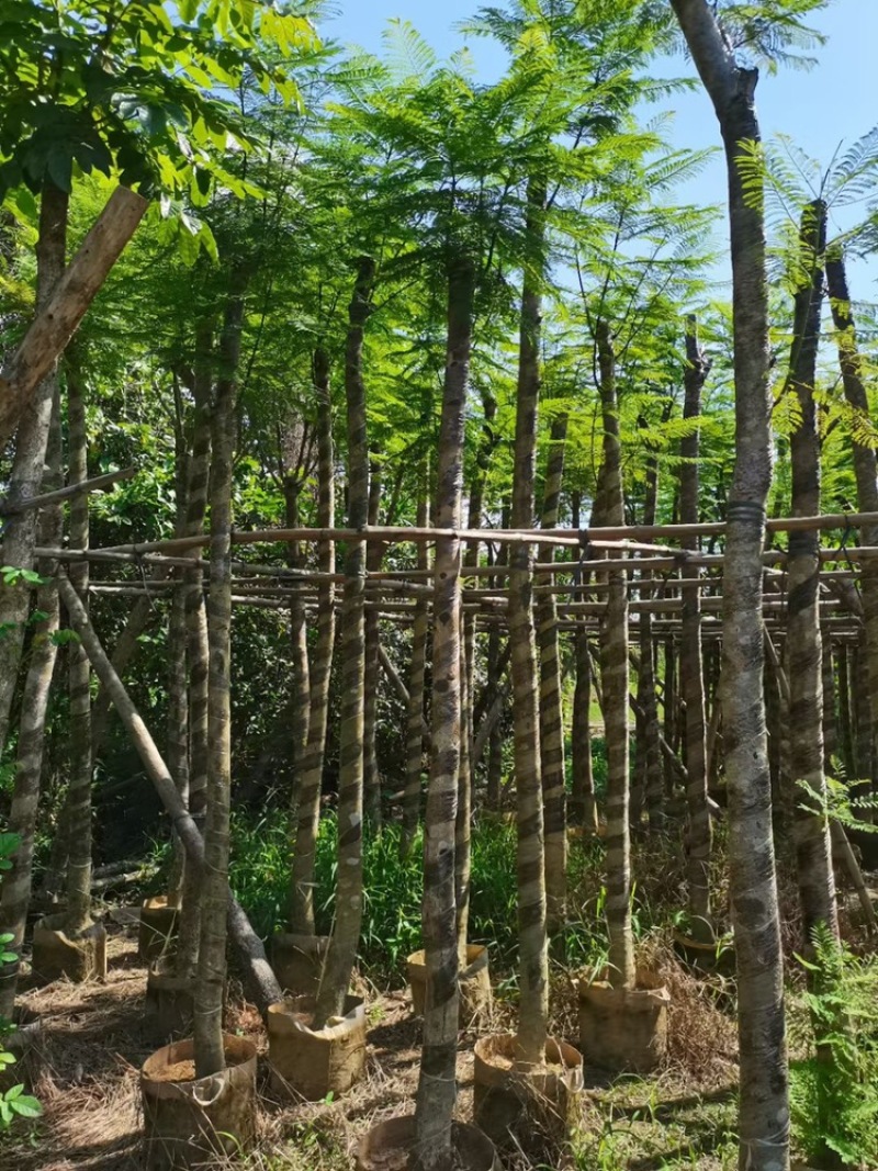 5-6-7-8-9-10公分截杆蓝花楹蓝雾树