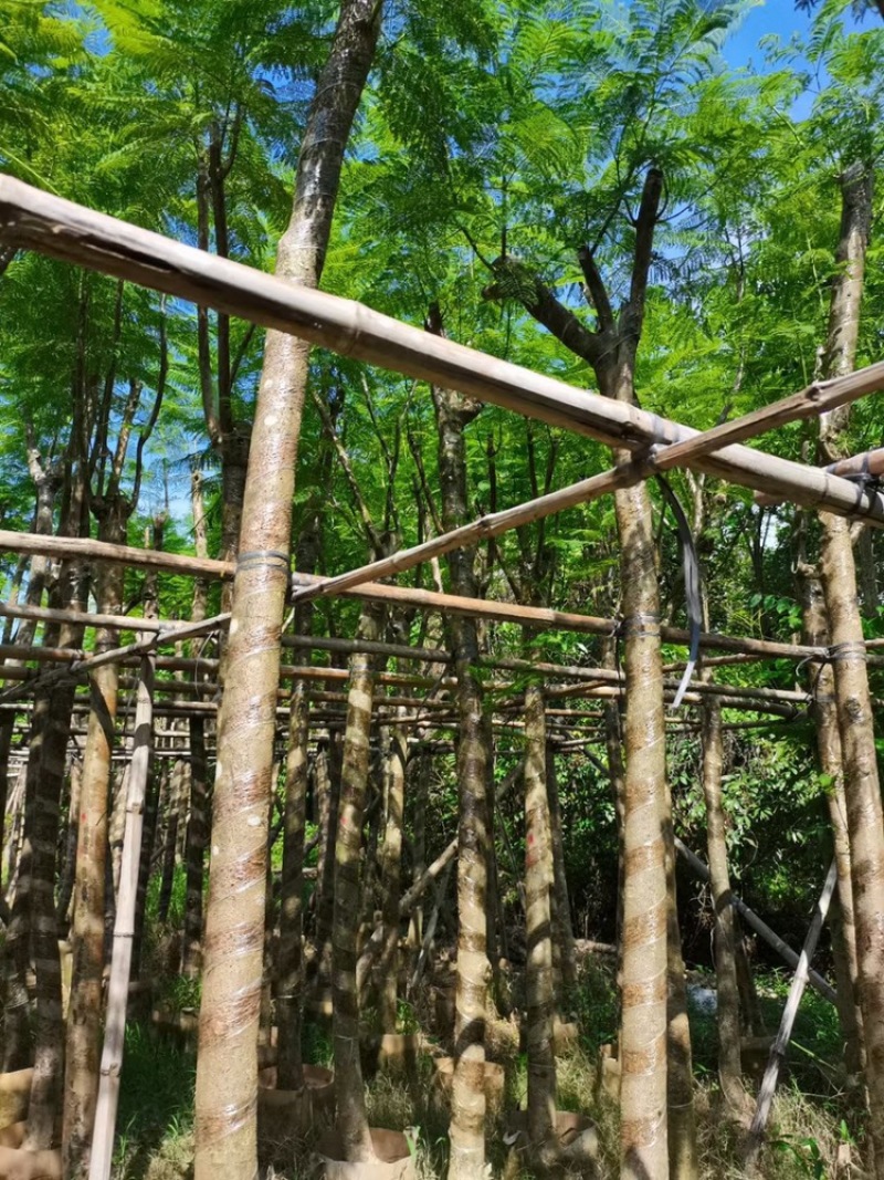 5-6-7-8-9-10公分截杆蓝花楹蓝雾树