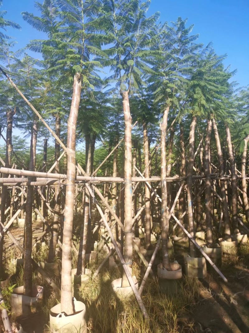5-6-7-8-9-10公分截杆蓝花楹蓝雾树