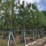 香樟樟树供应全冠10-25公分移植苗