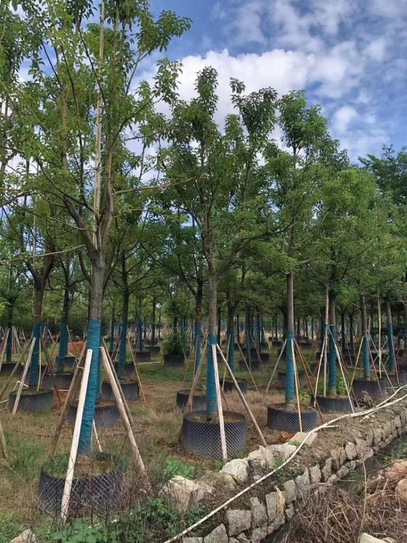 香樟樟树供应全冠10-25公分移植苗