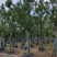 香樟樟树供应全冠10-25公分移植苗