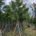 香樟樟树供应全冠10-25公分移植苗