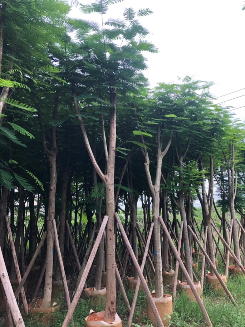 12-15-18-20-25-30公分骨架凤凰木红花楹