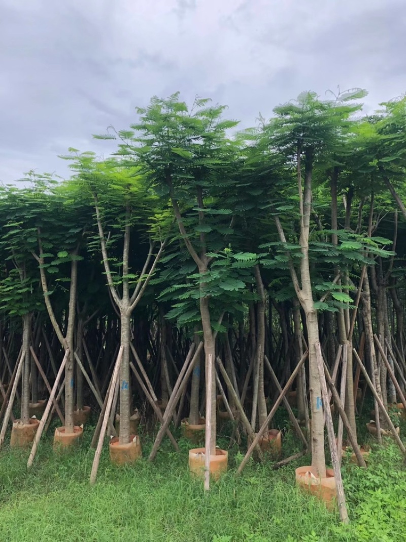 12-15-18-20-25-30公分骨架凤凰木红花楹