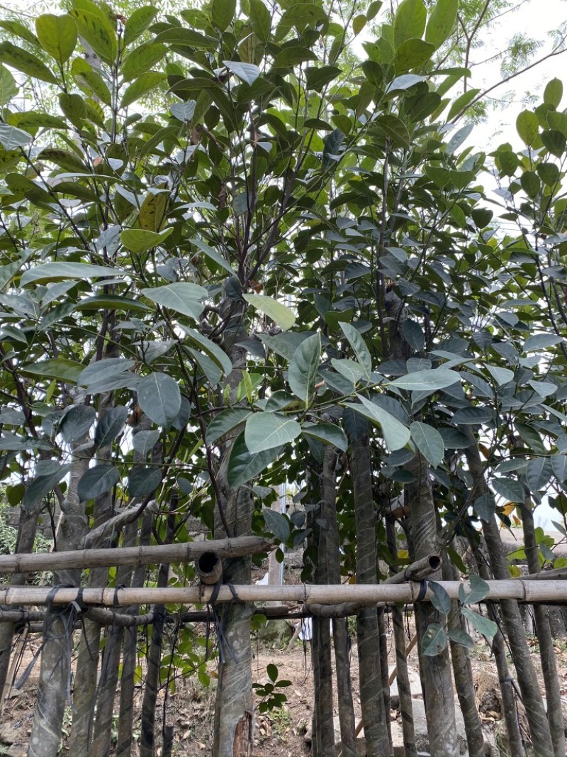 5-6-7-8-10-12-15公分菠萝蜜树菠萝