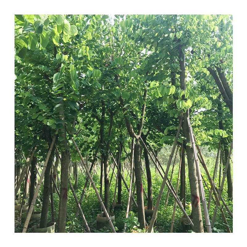 羊蹄甲5-6-7-8-9-10-12-15公分羊蹄甲