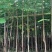 3-4-5-6-7-8凤凰木红花楹截杆凤凰木