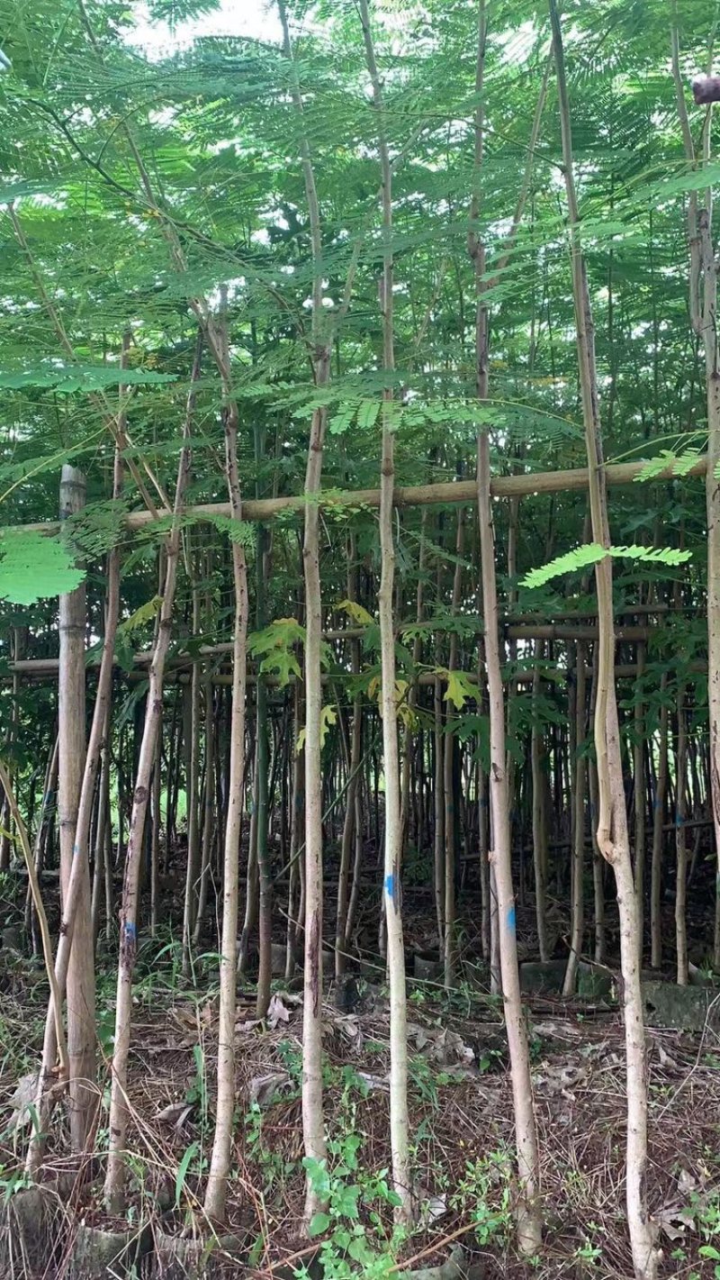 3-4-5-6-7-8凤凰木红花楹截杆凤凰木