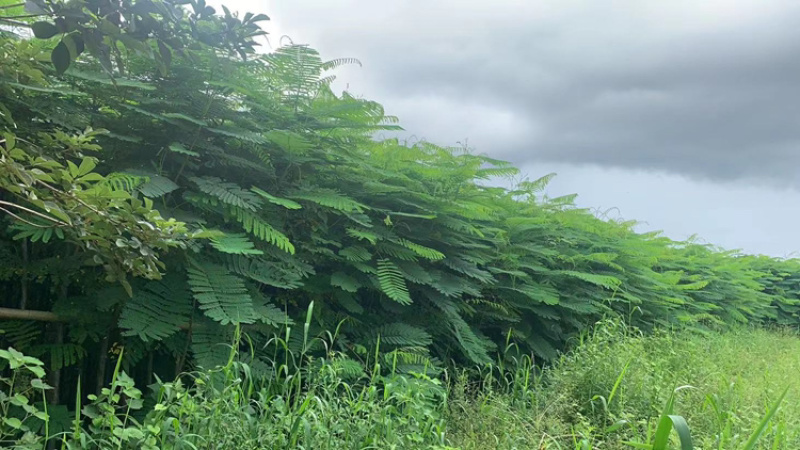 3-4-5-6-7-8凤凰木红花楹截杆凤凰木