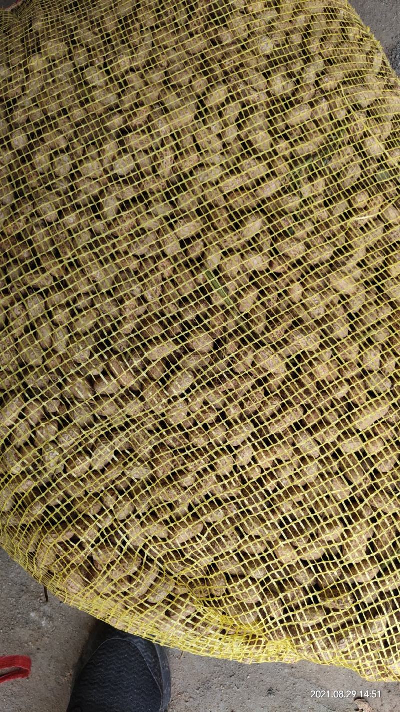 【推荐】鲜花生保质保量一手货源，电话联系更优惠