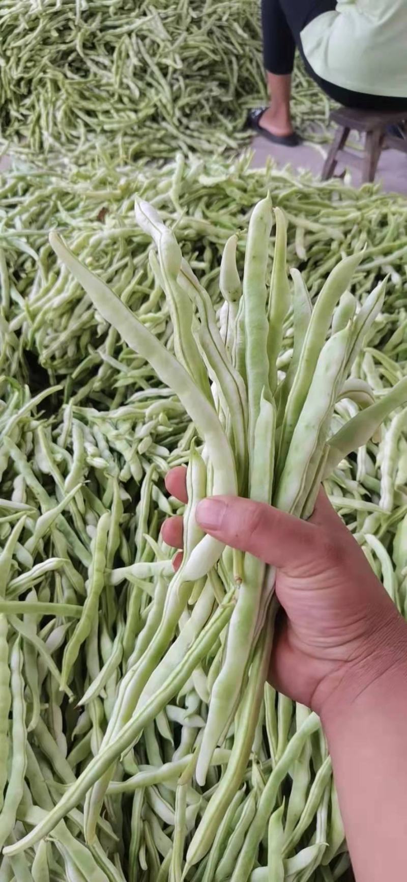 白不老豆角