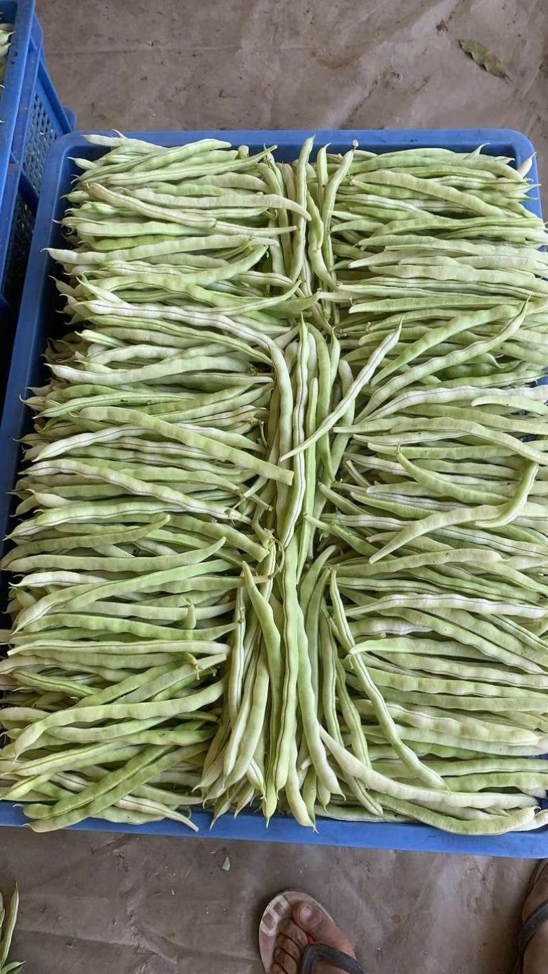 白不老豆角