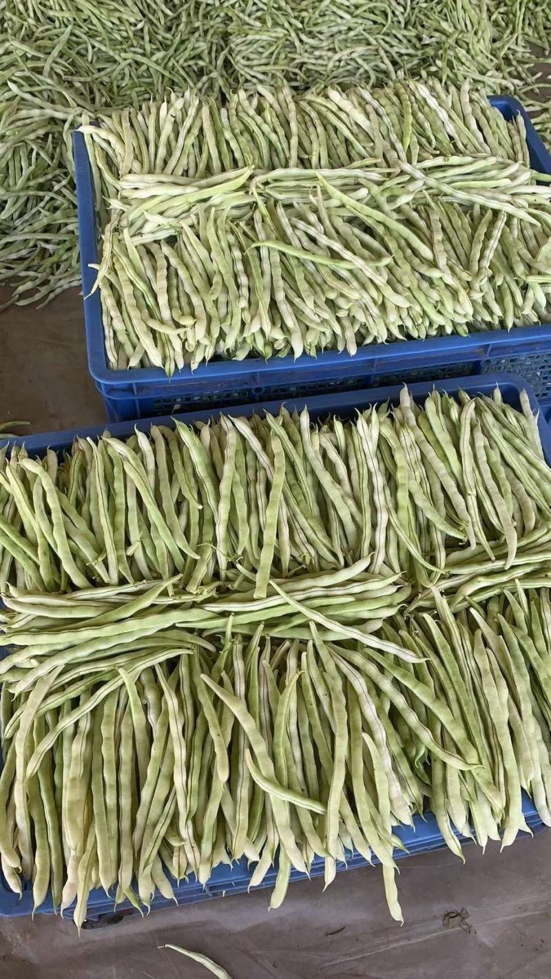 白不老豆角