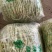 白不老豆角