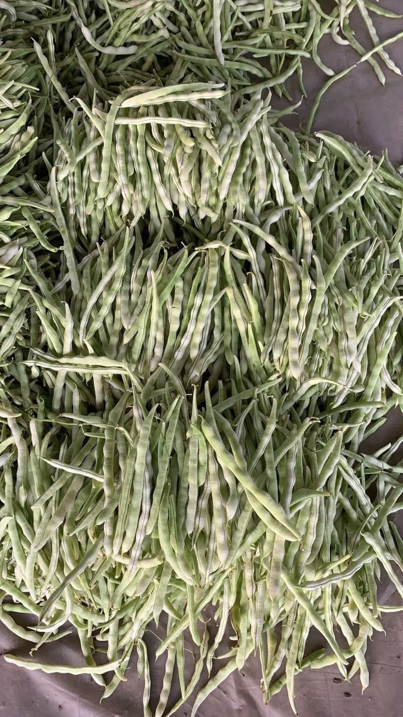 白不老豆角