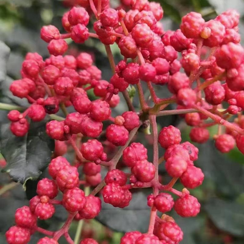 大量供应甘肃陇南嫁接无刺花椒树苗