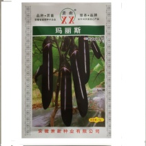 紫黑茄种子萧新原装玛丽斯绿霸王紫黑茄杂交一代种子