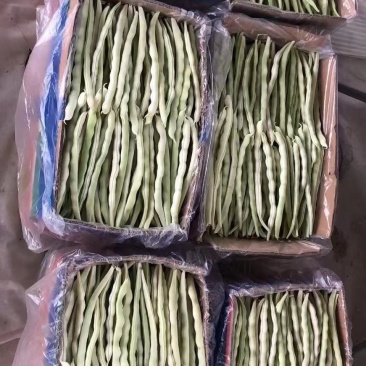 白豆角大量上市