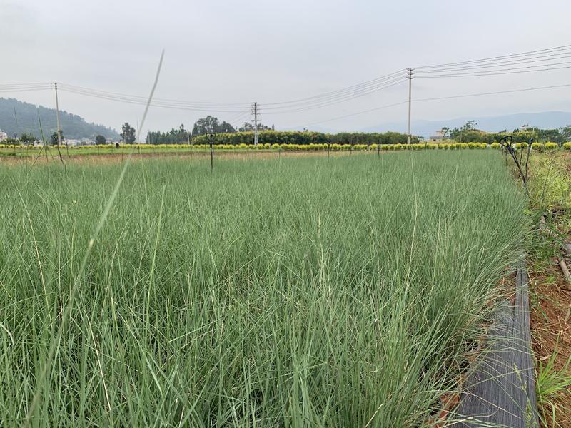 露天，130红盆粉黛乱子草！苗圃直供，基本满盆！