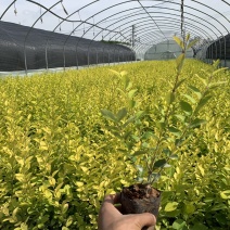 露天小袋金叶女贞，多枝，冠幅好！量大！苗圃直供！