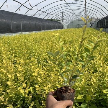露天小袋金叶女贞，多枝，冠幅好！量大！苗圃直供！