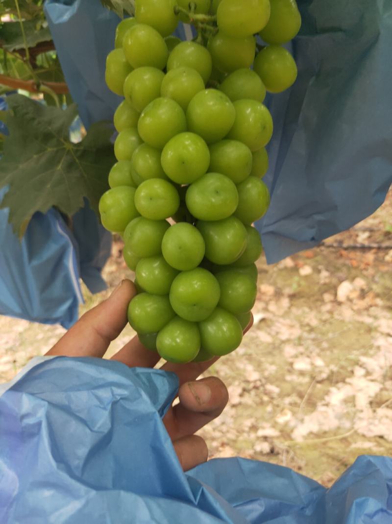 阳光玫瑰基地直批脆陕西阳光玫瑰量大从优，产地直供，