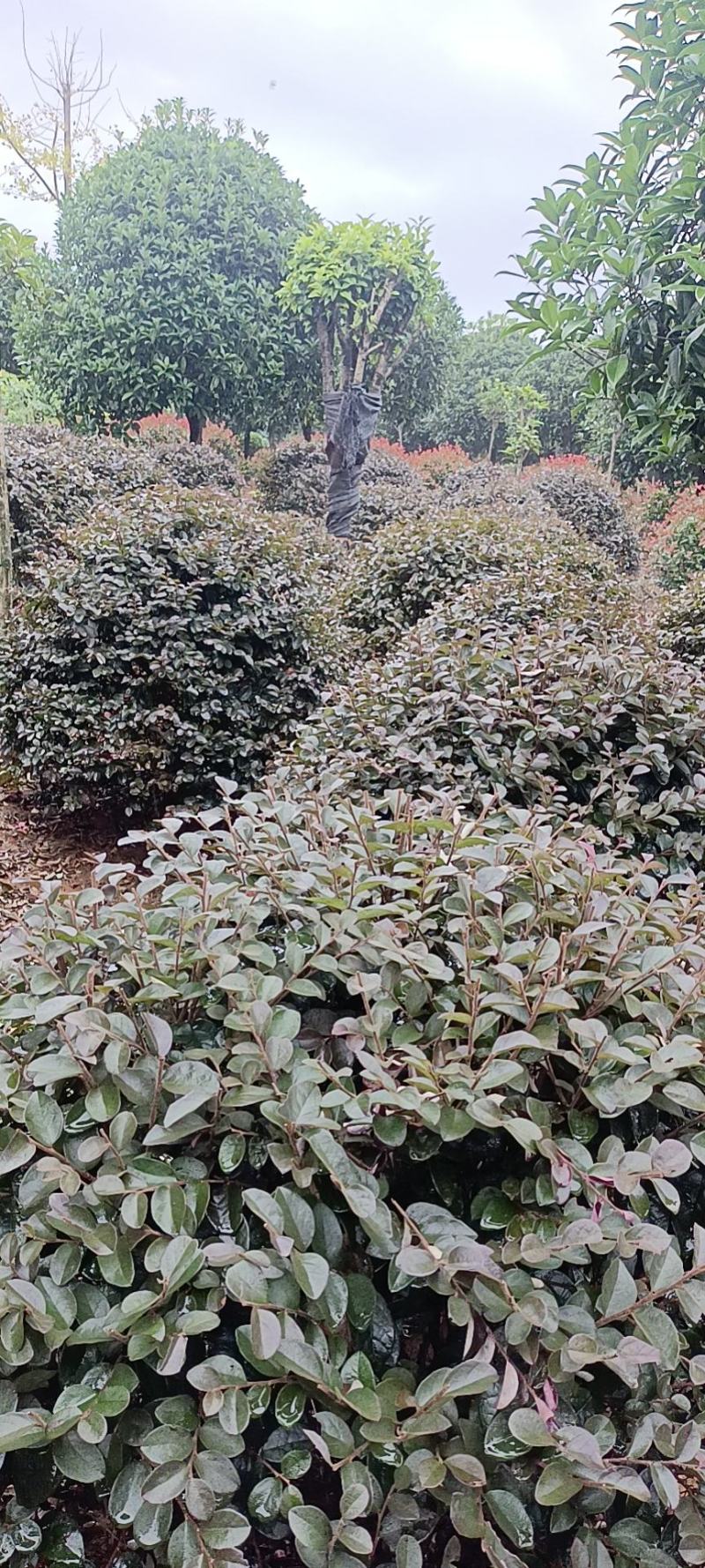 红花继木，红花继木造型树，精品红花继木球