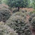 红花继木，红花继木造型树，精品红花继木球