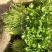 欧诺德星驰小香芹种子，速生亮度高，味清香，纤维少