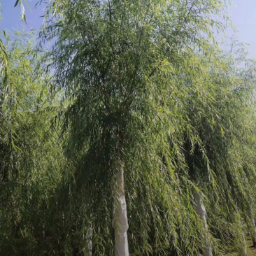 西湖垂柳2-25公分。自家苗圃一手货源,品质高价格低