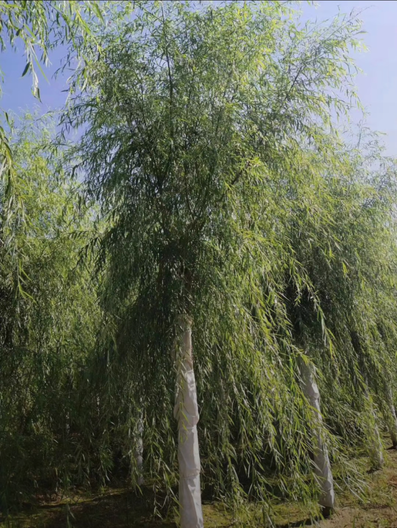 西湖垂柳2-25公分。自家苗圃一手货源，品质高价格低