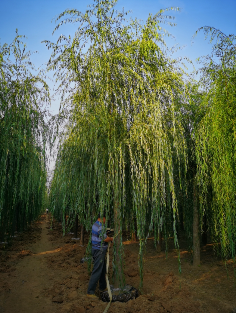 西湖垂柳2-25公分。自家苗圃一手货源，品质高价格低