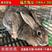 纯种比利时兔种兔大型比利时肉兔青年种兔