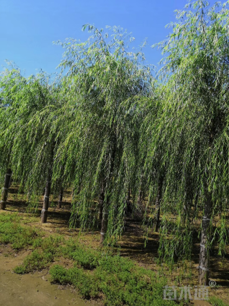西湖垂柳12-10公分，自家苗圃一手货源，品质高价格低