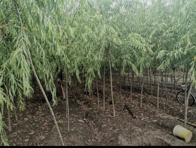 西湖垂柳12-10公分，自家苗圃一手货源，品质高价格低
