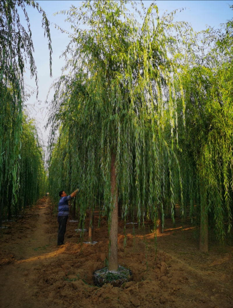 西湖垂柳12-10公分，自家苗圃一手货源，品质高价格低
