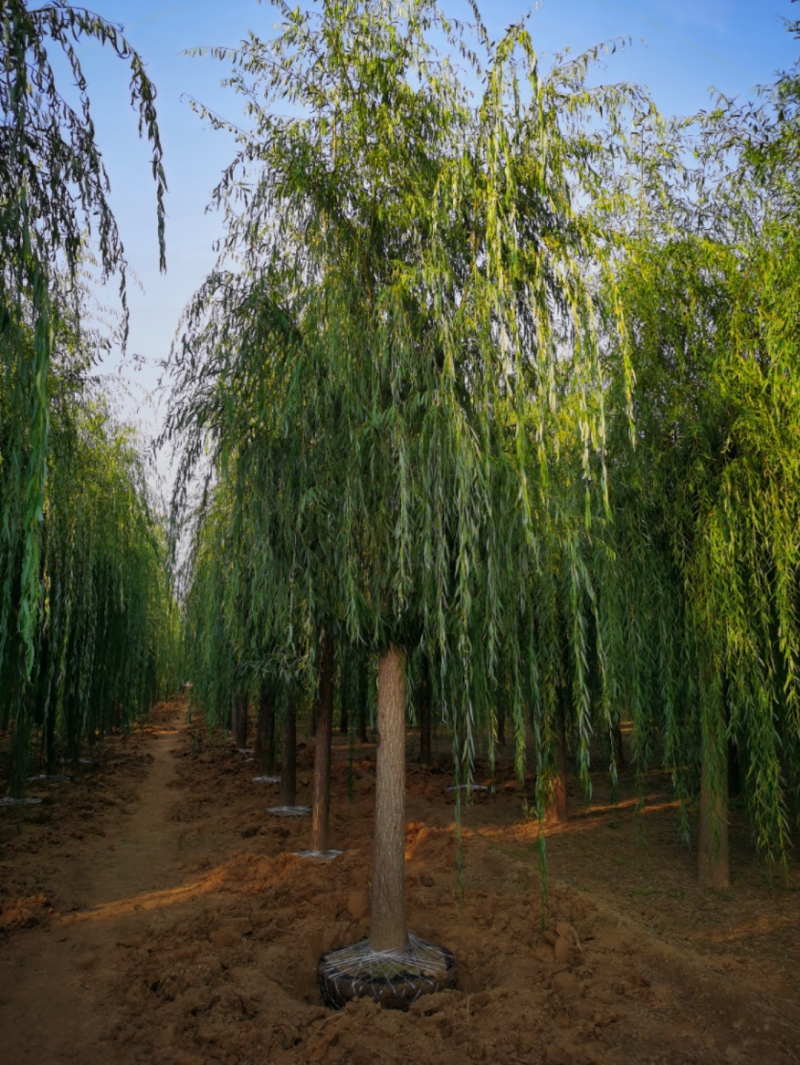 西湖垂柳12-10公分，自家苗圃一手货源，品质高价格低